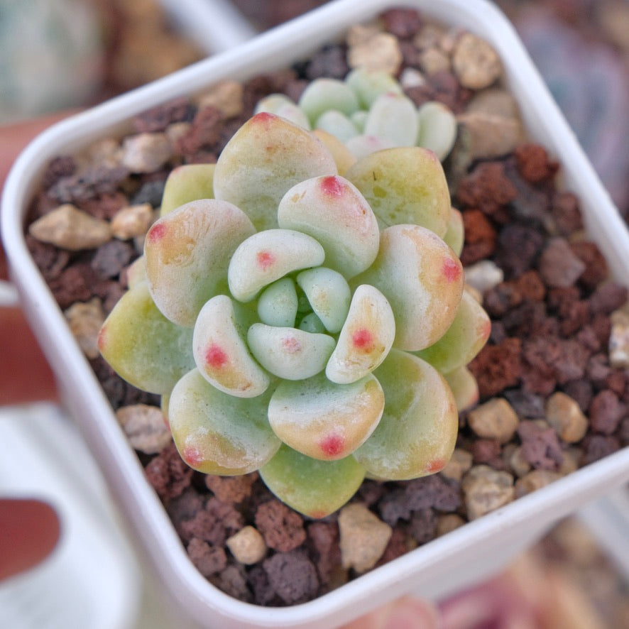 Sedum clavatum Succulent Plant