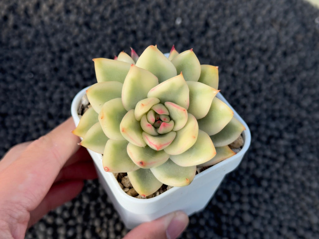 Variegated Echeveria Maria x Ebony Korean Succulent Plant