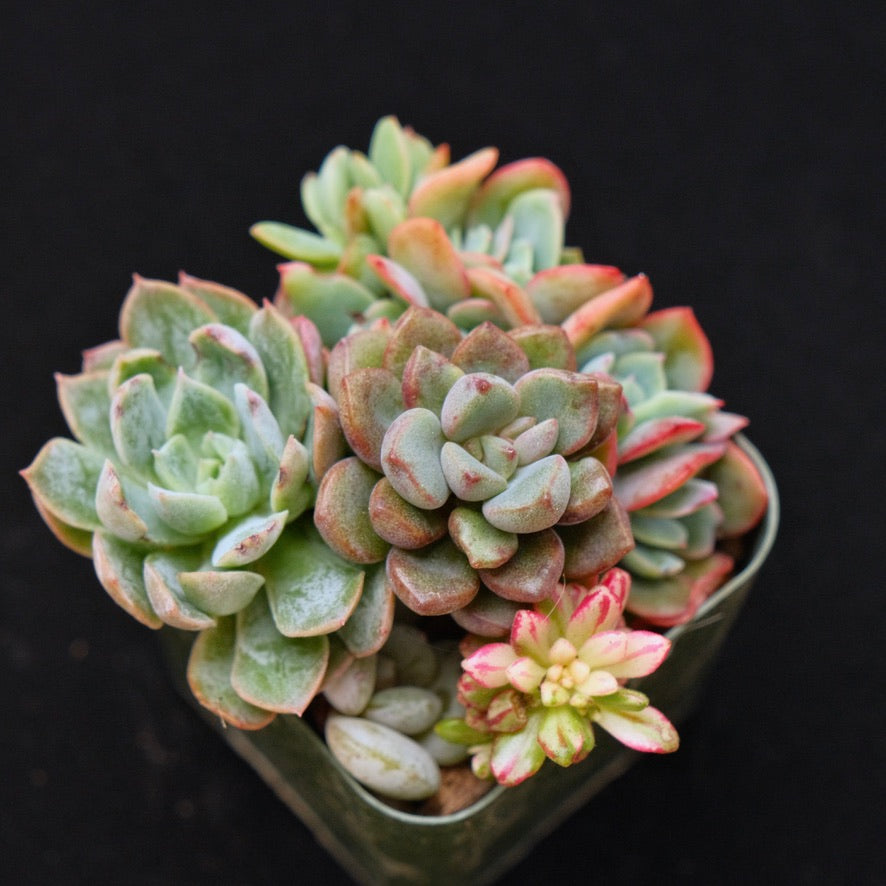 Baby Pot Korean Succulent Plant