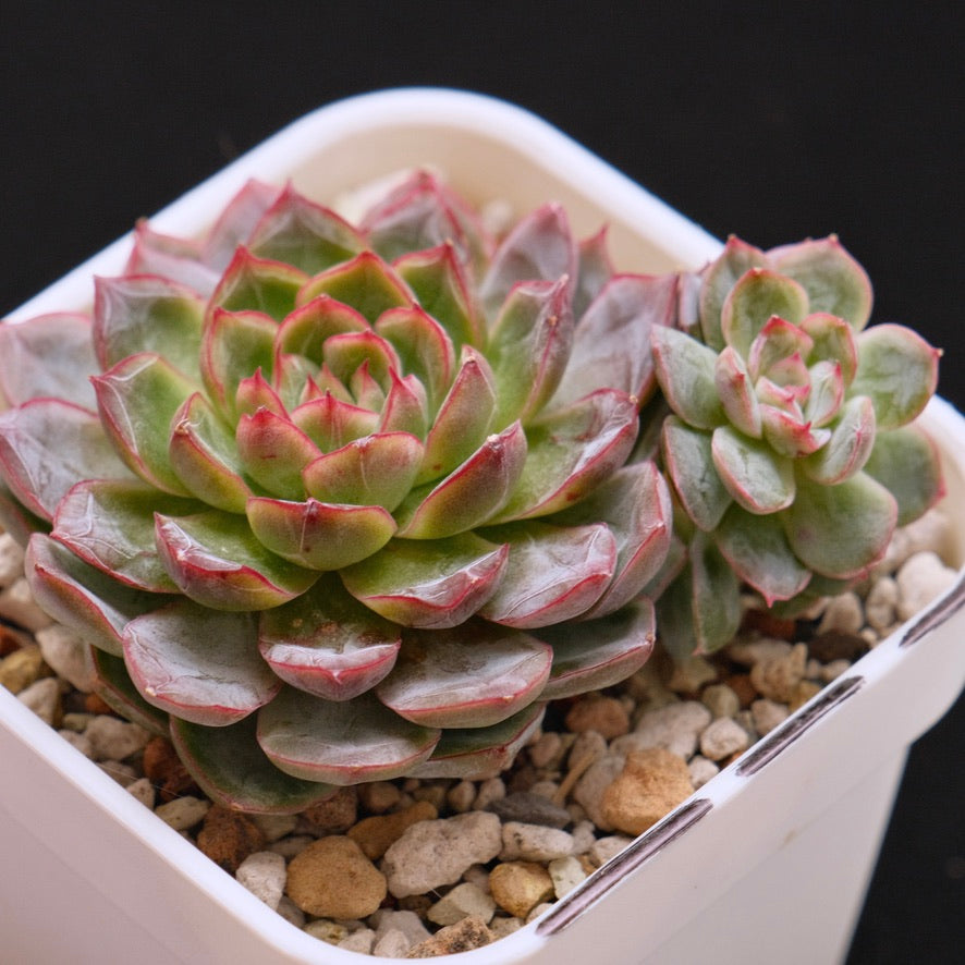 Big Echeveria Purple Ice Korean Succulent Plant