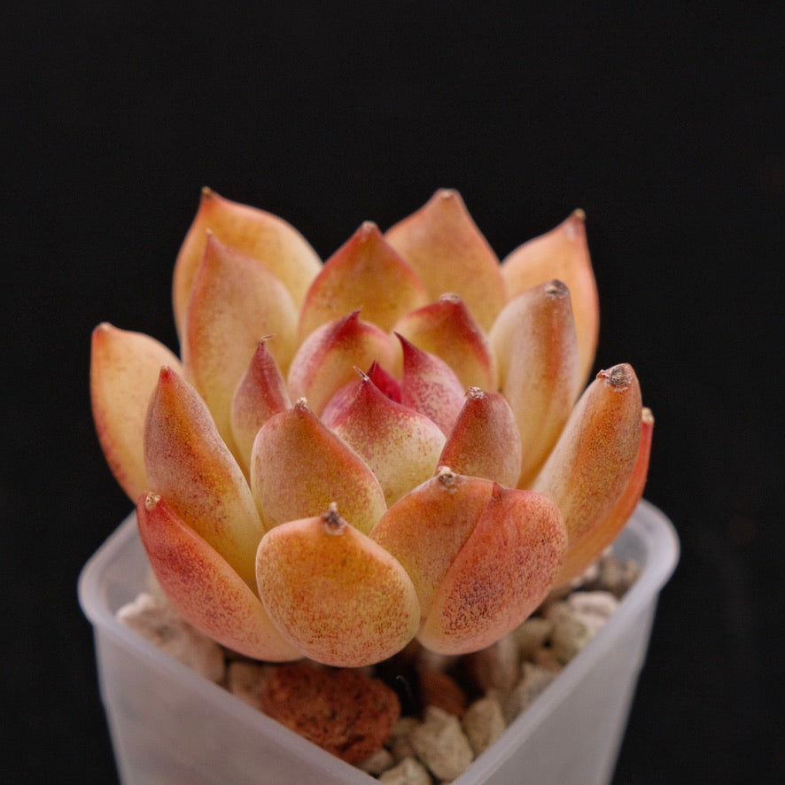 Echeveria Sinji Korean Succulent Plant *New*