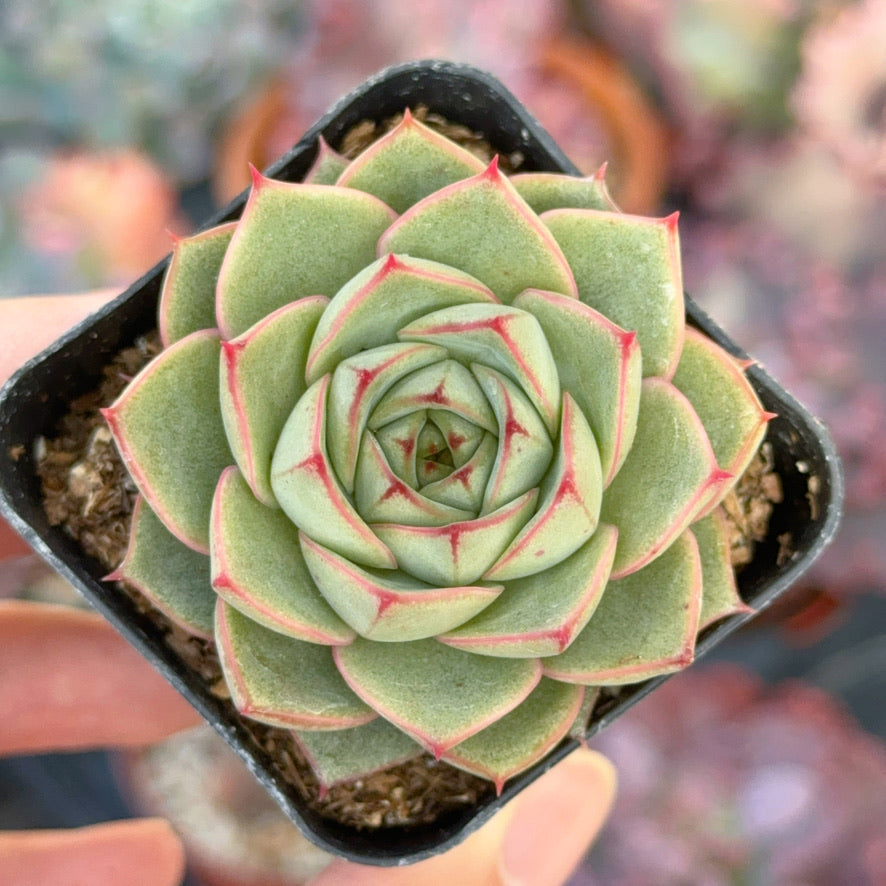 Echeveria Fabiola Succulent Plant