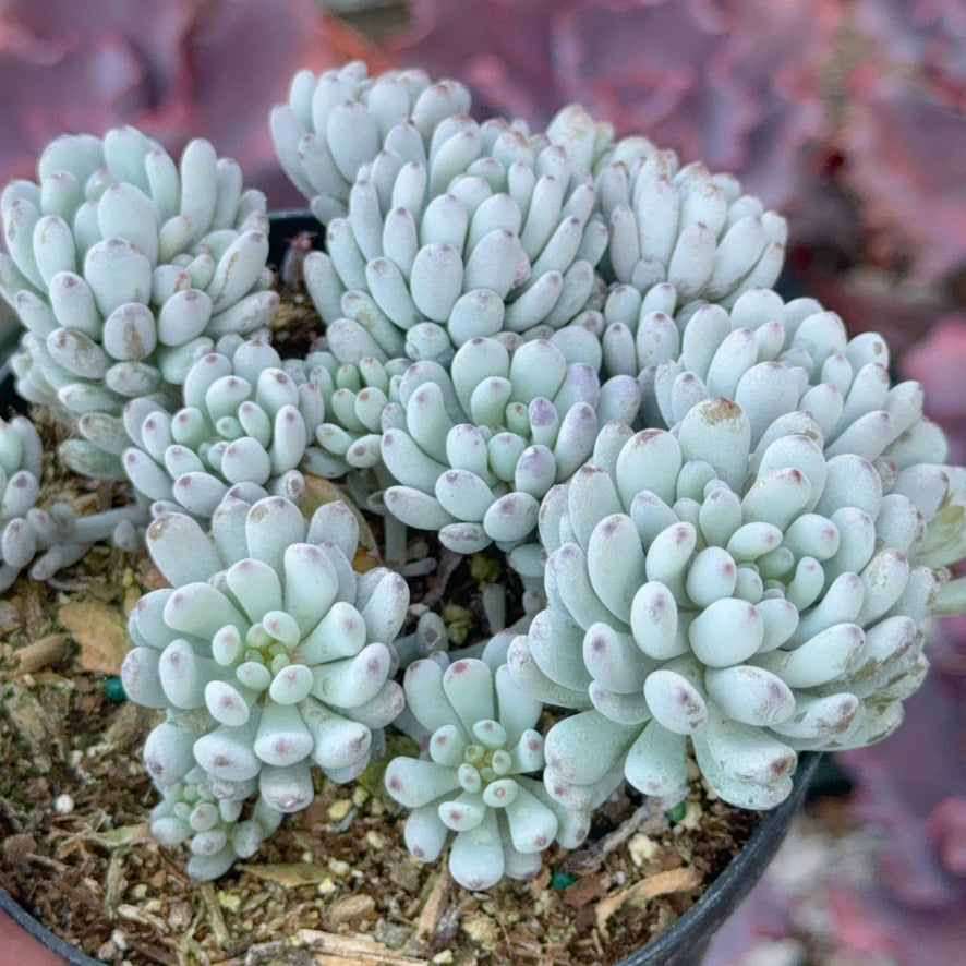 Graptopetalum Blue Beans Succulent Plant