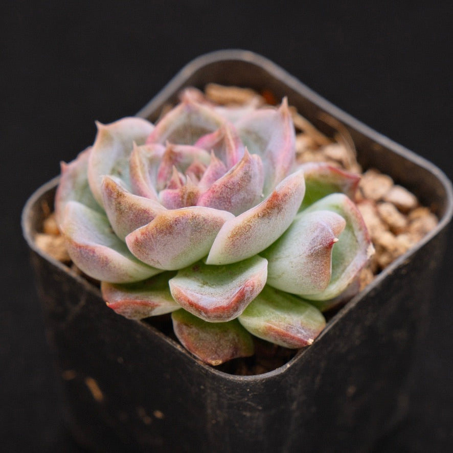 Echeveria Angels Kiss Korean Succulent Plant