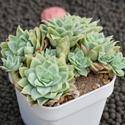 Monstrose Echeveria Rose Queen Korean Succulent Plant