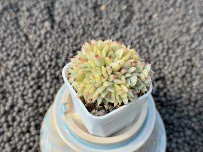 Variegated Echeveria Mebina Imported Succulent Plant