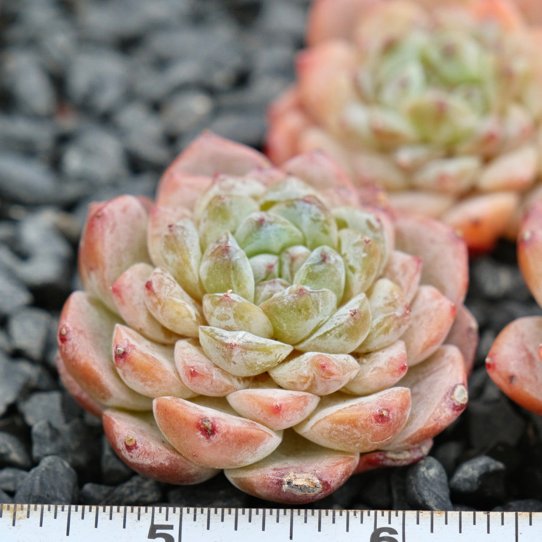 Echeveria Ice Grape Imported Succulent Plant