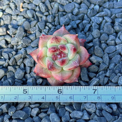 Echeveria Betelgeuse Succulent Plant *New*