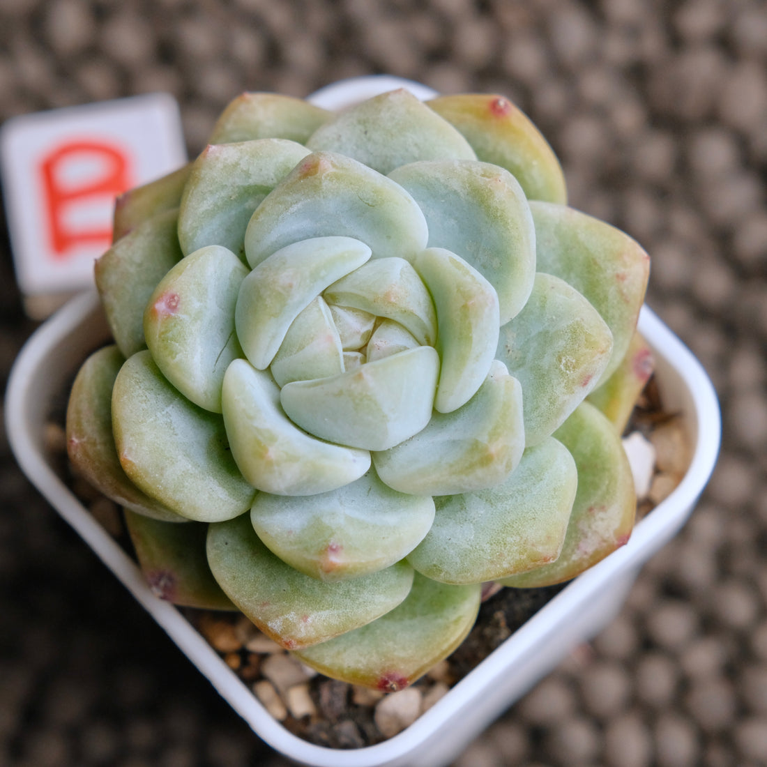 Echeveria Monroe x Albicans  Imported Succulent Plant - B