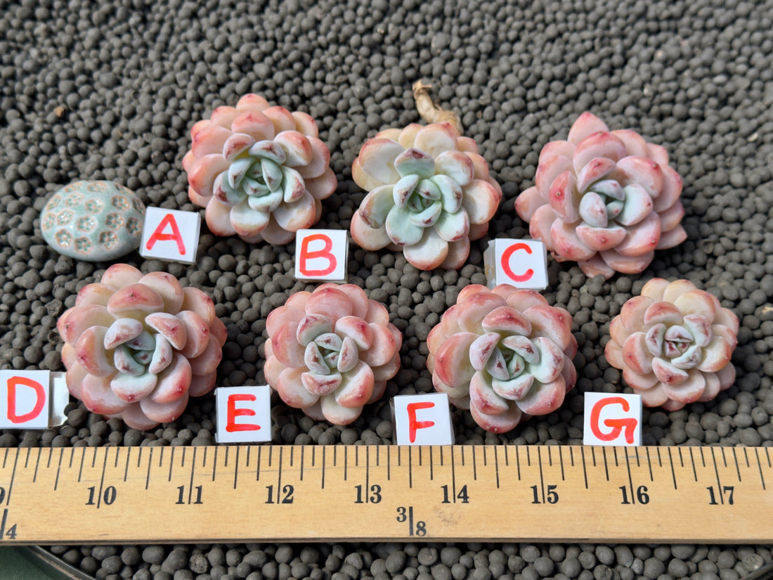 Echeveria Star Snow Imported Succulent Plant