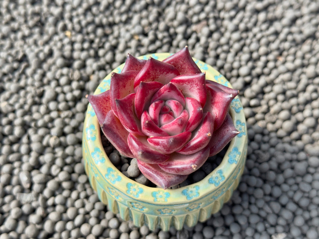 Echeveria agavoides Romeo Imported Succulent Plant