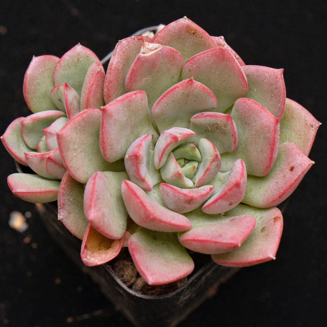 Graptoveria Aaron Korean Succulent Plant Changhee Hybrid