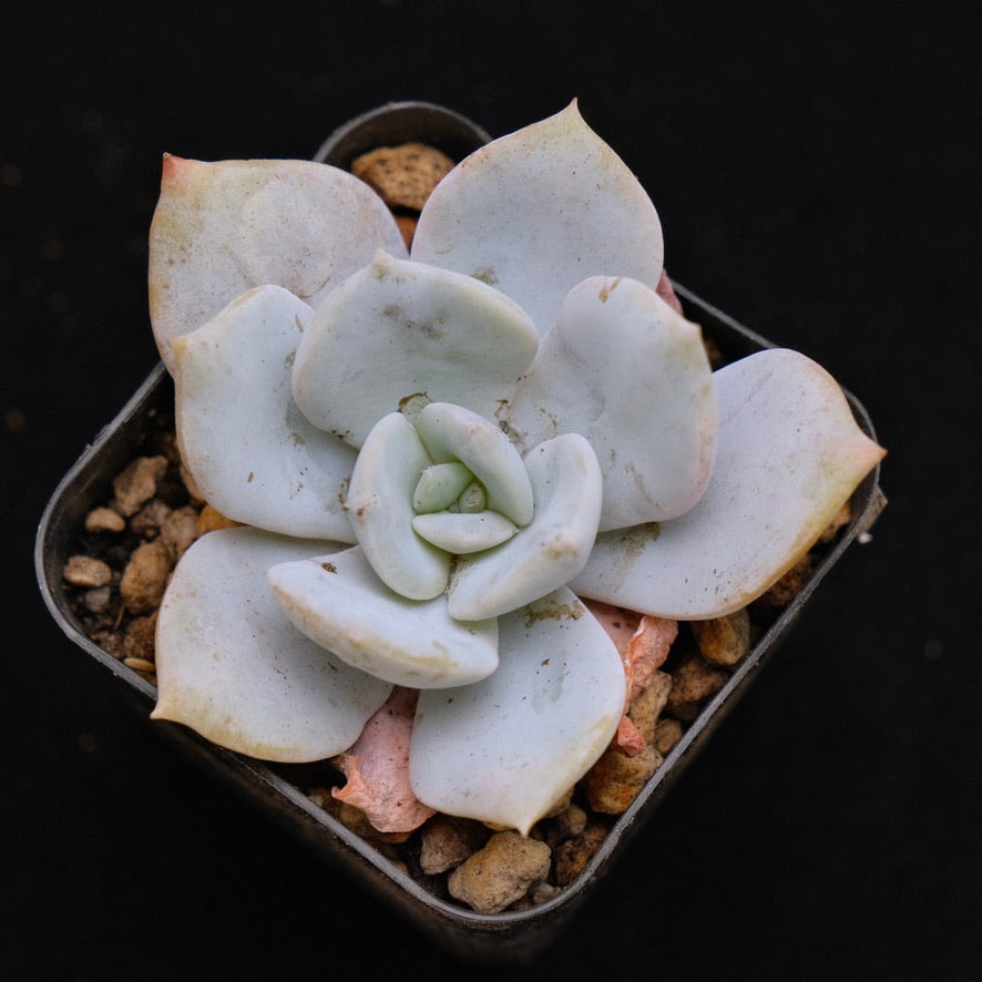 Echeveria Laui hybrid Korean Succulent Plant