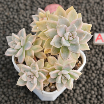 Variegated Graptosedum Ghosty Imported Succulent Plant