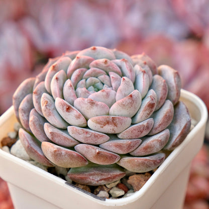 Echeveria Purple Rain Korean Succulent Plant *New*