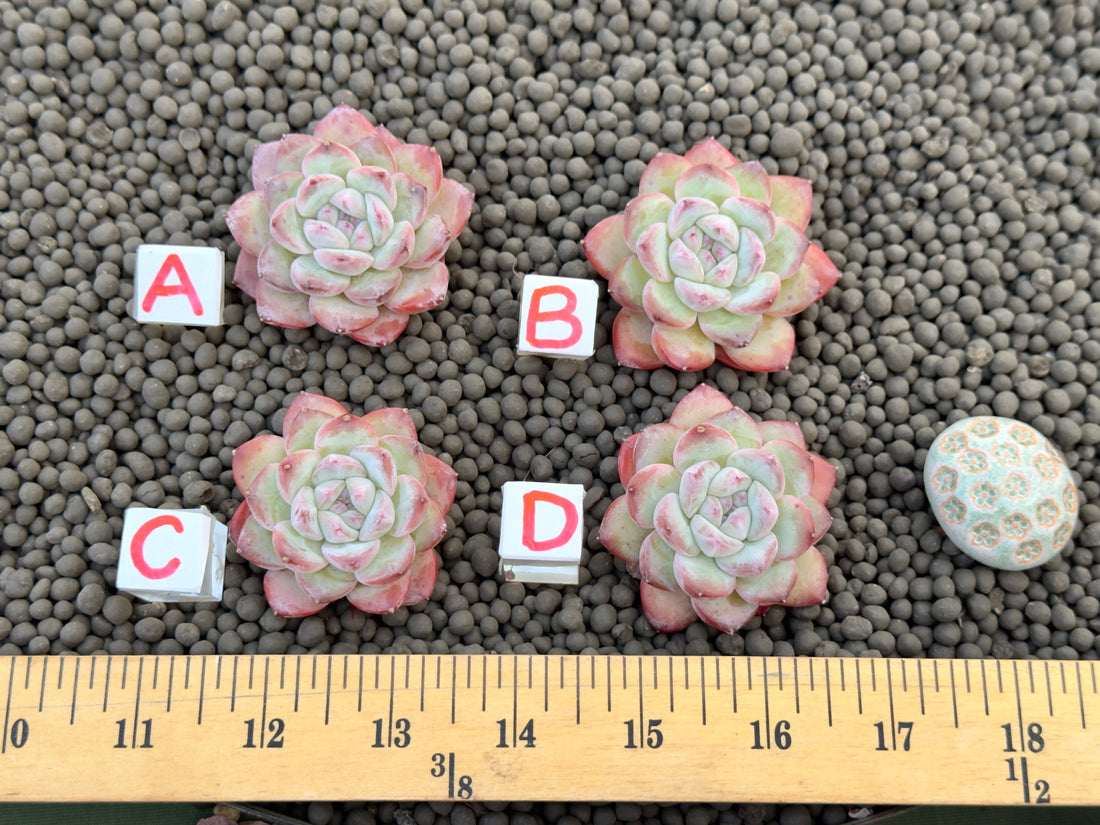 Echeveria Milk Rose Imported Succulent Plant