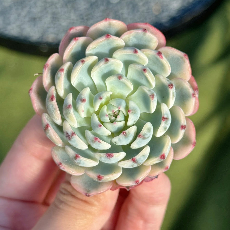 Variegated Echeveria Minima Succulent Plant C