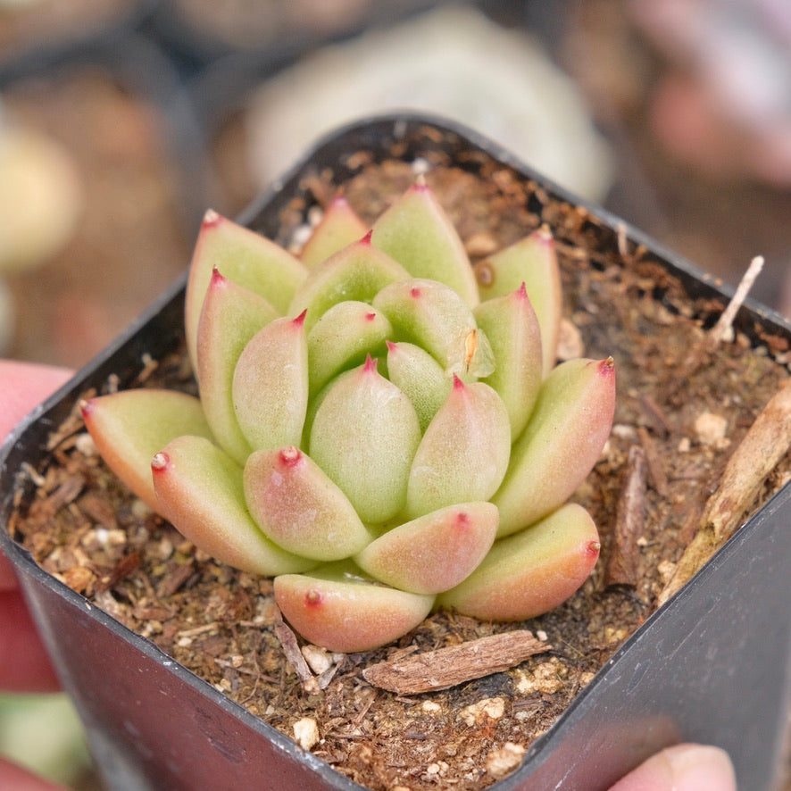 Echeveria Gilva Succulent Plant