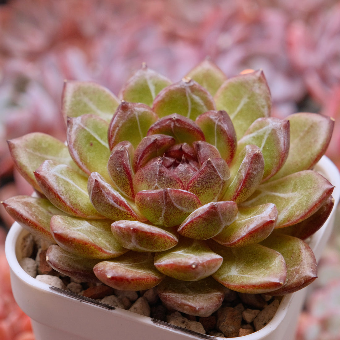 Big Echeveria Black Champagne Korean Succulent Plant