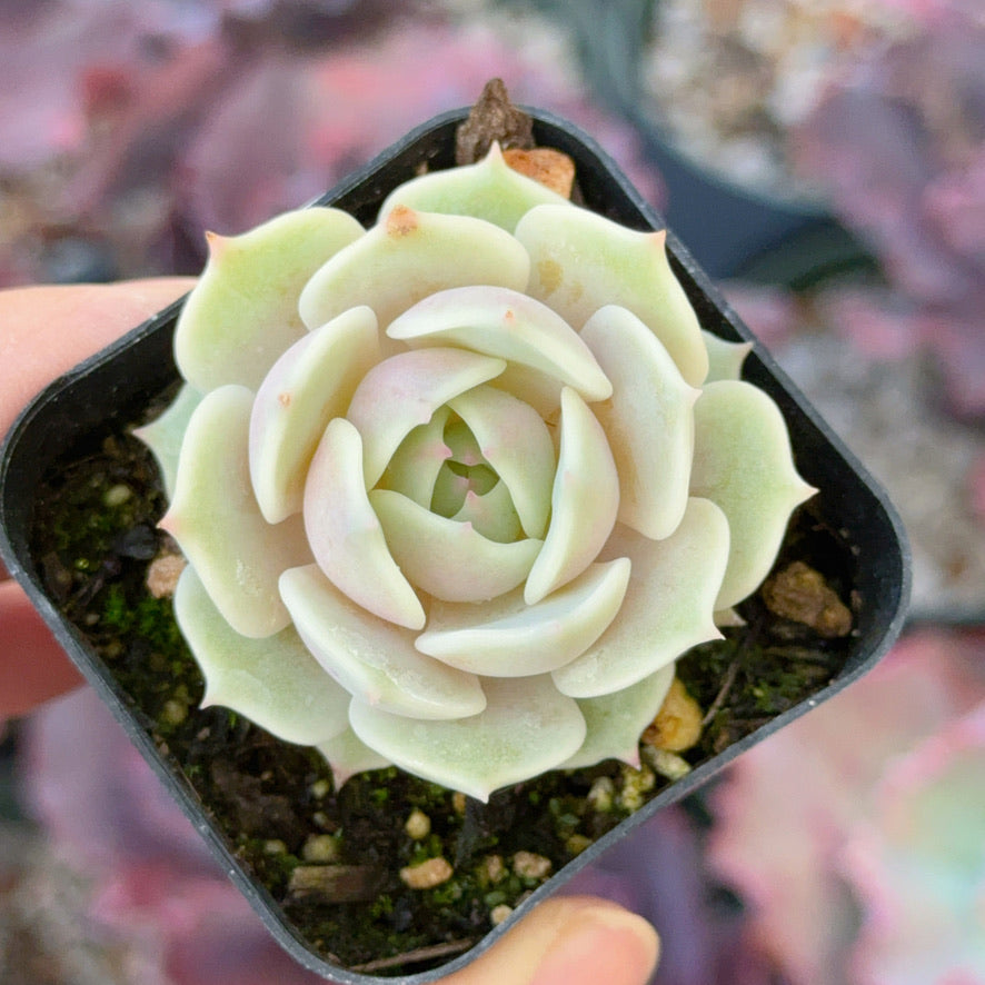 Echeveria Lola Succulent Plant