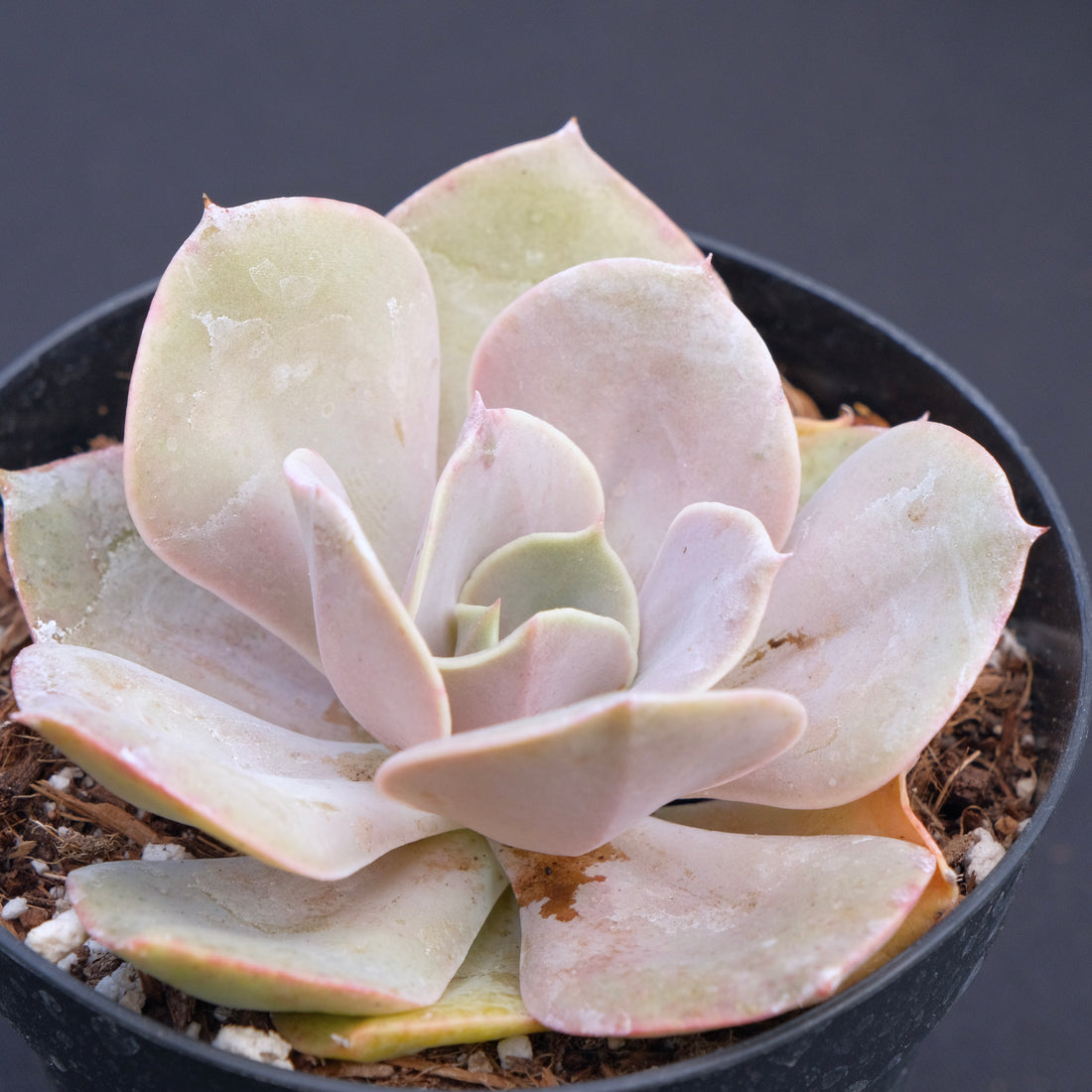 Echeveria Lolita Succulent Plant