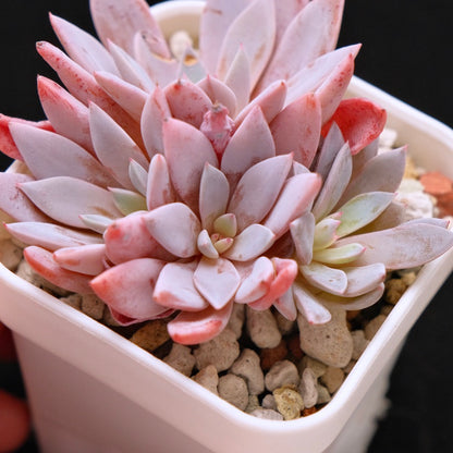 Graptoveria Lulu Korean Succulent Plant