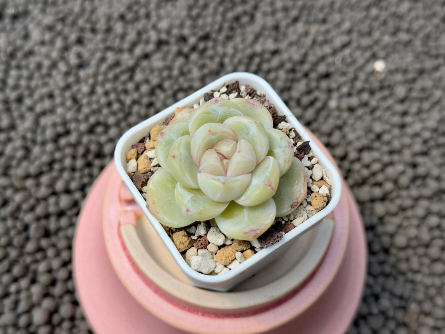 Echeveria Silky Korean Succulent Plant Hwaga Hybrid