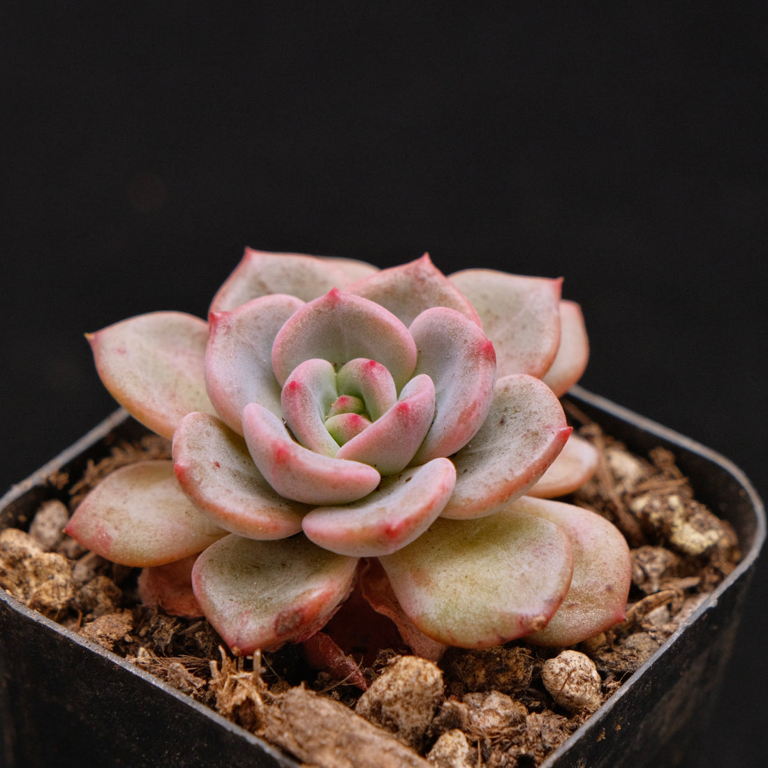 Echeveria Mongsil-i Korean Succulent Plant