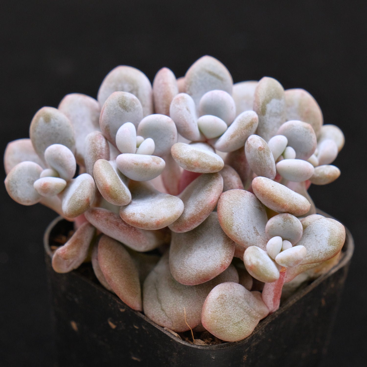 Graptoveria Lala Crest Korean Succulent Plant