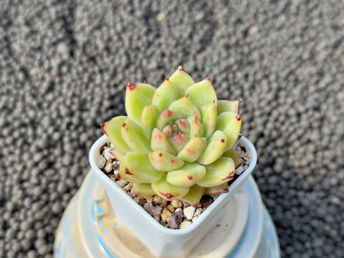 Echeveria Asca Maria Korean Succulent Plant Hwaga Hybrid