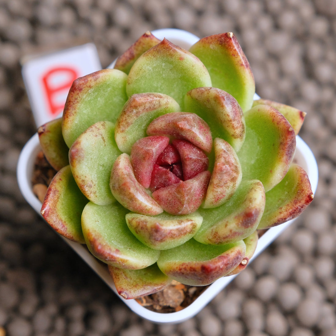 Echeveria Dark Edge Korean Succulent Plant - B