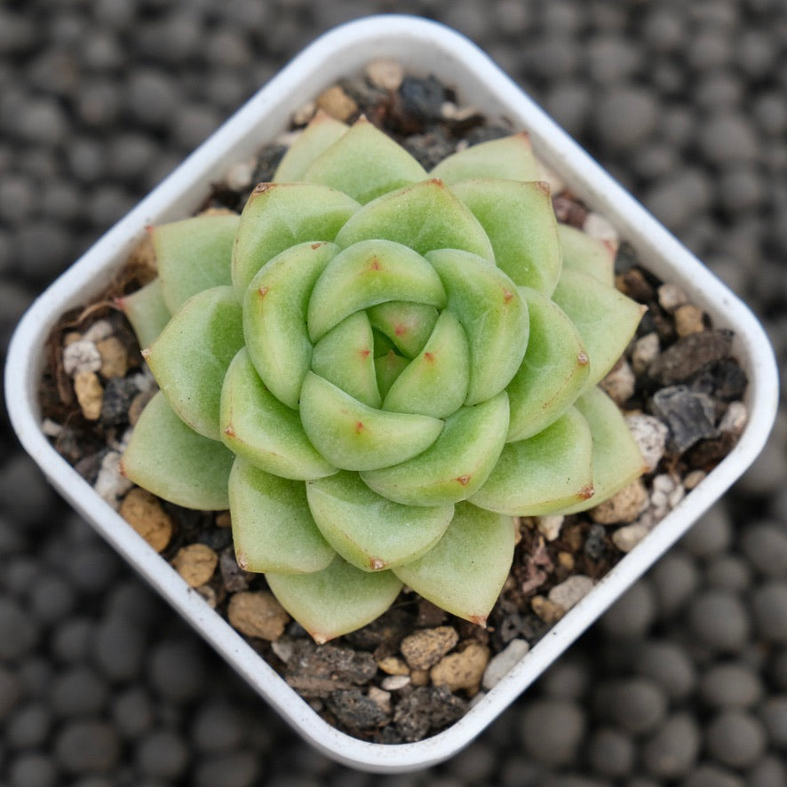 Echeveria Salomelon Korean Succulent Plant