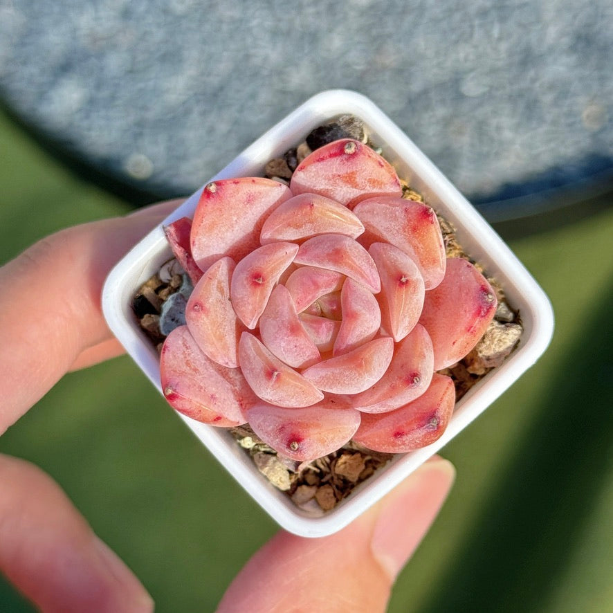 Echeveria Hyalina hybrid Succulent Plant