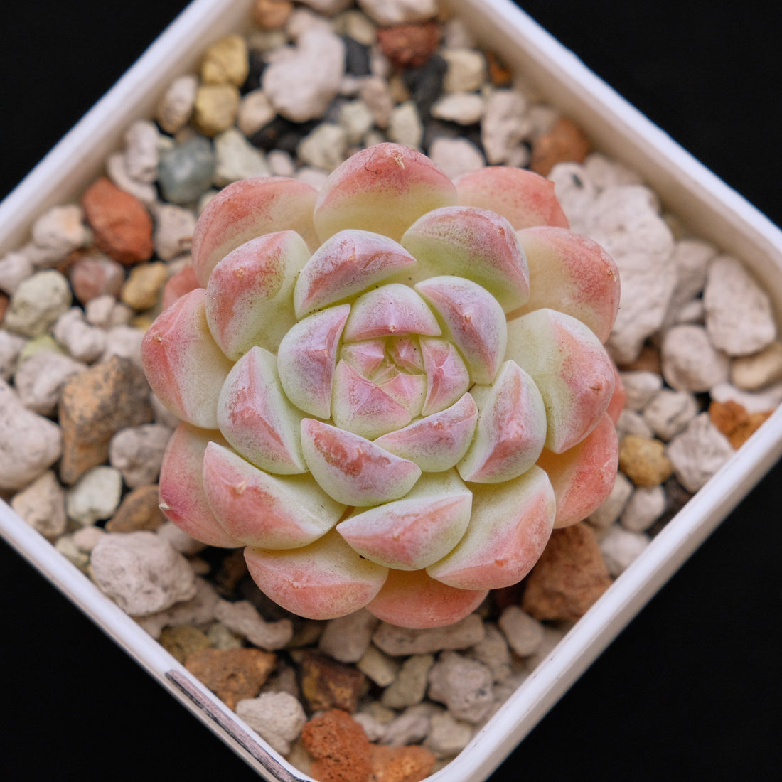 Echeveria Jelly hybrid (seedling) Imported Succulent Plant *New* 糖心杂