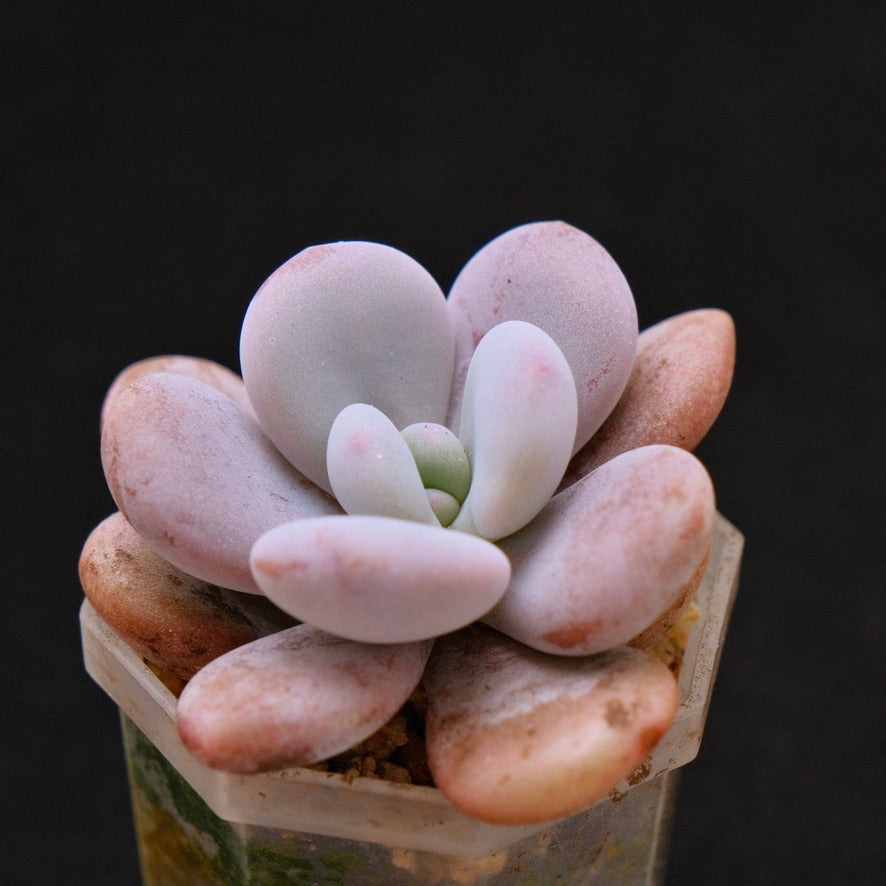 Graptoveria Lala Korean Succulent Plant