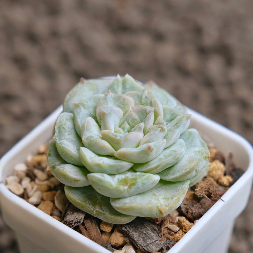 Echeveria Icy Snow (Monstrose) Imported Succulent Plant - H