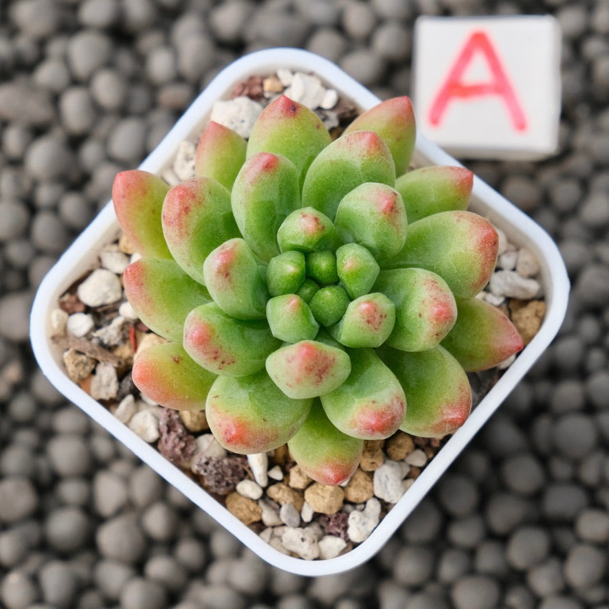 Sedeveria Attractive Korean Succulent Plant Mam and Sister Hybrid