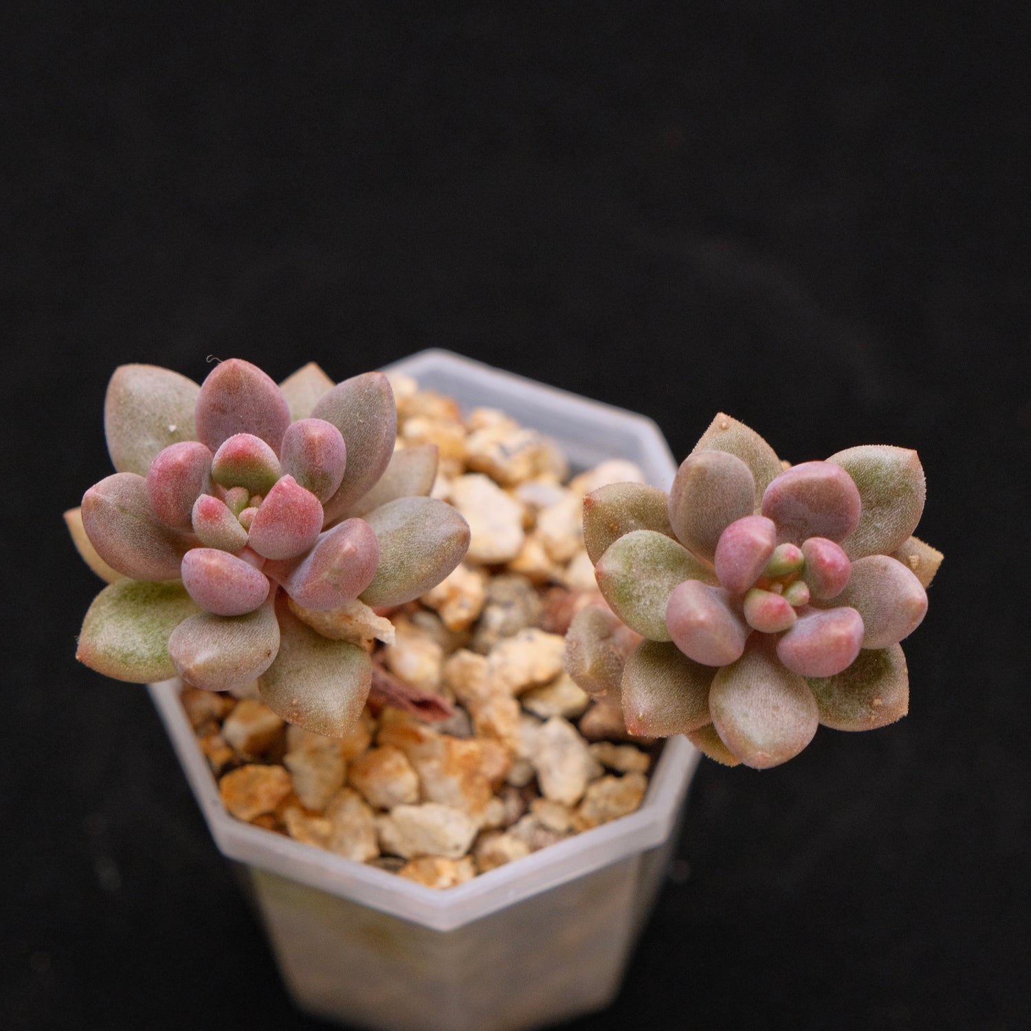 Graptosedum Angels Kiwi Korean Succulent Plant Air Magic hybrid