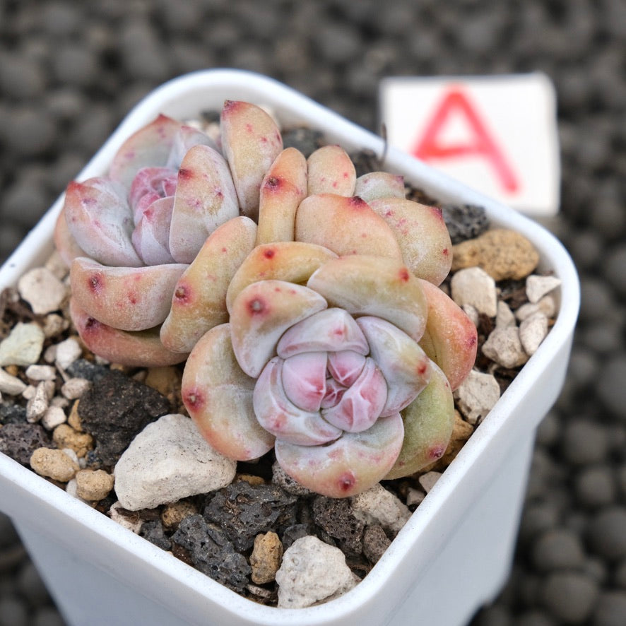 Echeveria Hoshikage Imported Succulent Plant