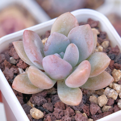 Graptoveria Opalina Succulent Plant