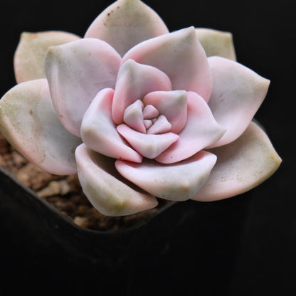 Variegated Graptoveria Purple Delight Korean Succulent Plant