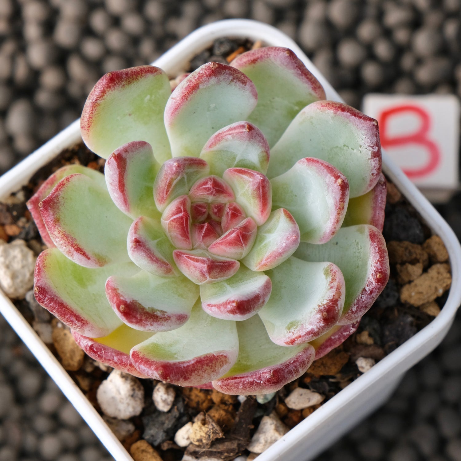 Echeveria Monroe x Sarahime Korean Succulent Plant New Changhee Hybrid