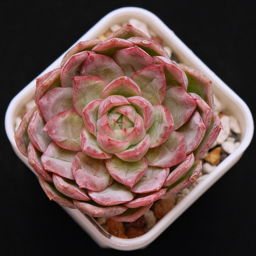 Echeveria pulidonis x Blue Bird Korean Succulent Plant *New*