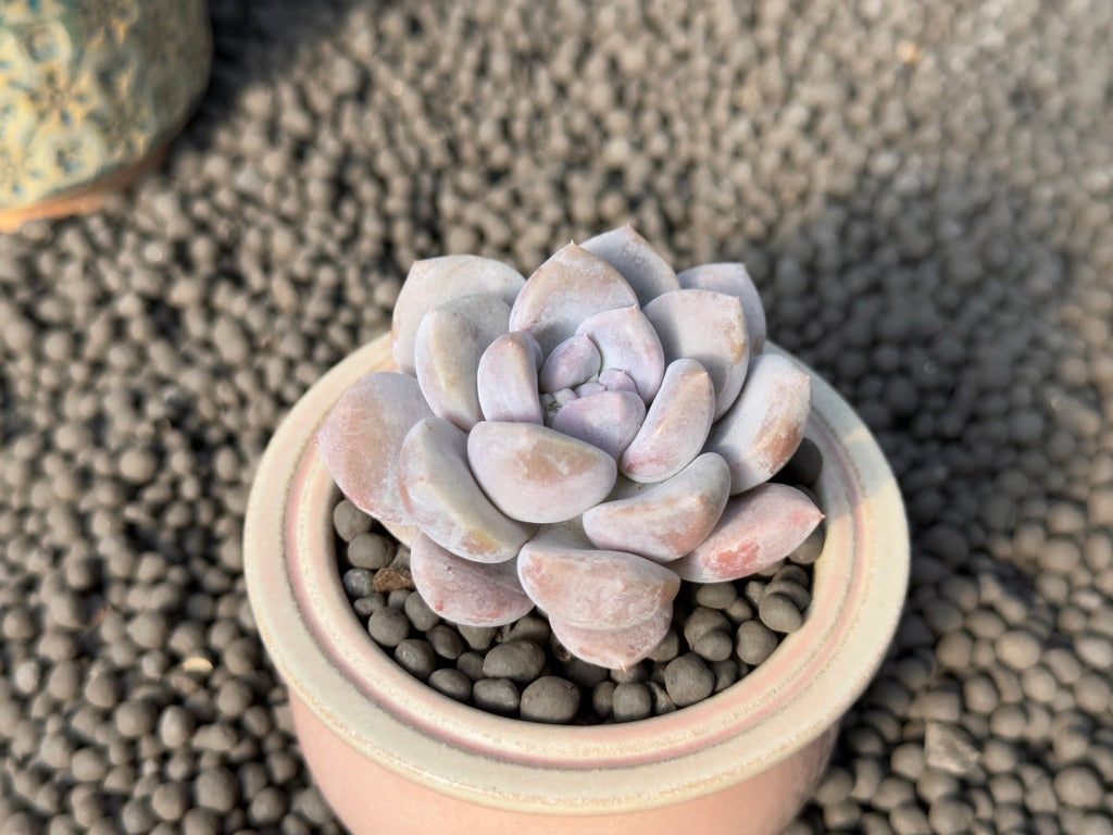 Graptoveria Amaria Korean Succulent Plant Air Magic Hybrid