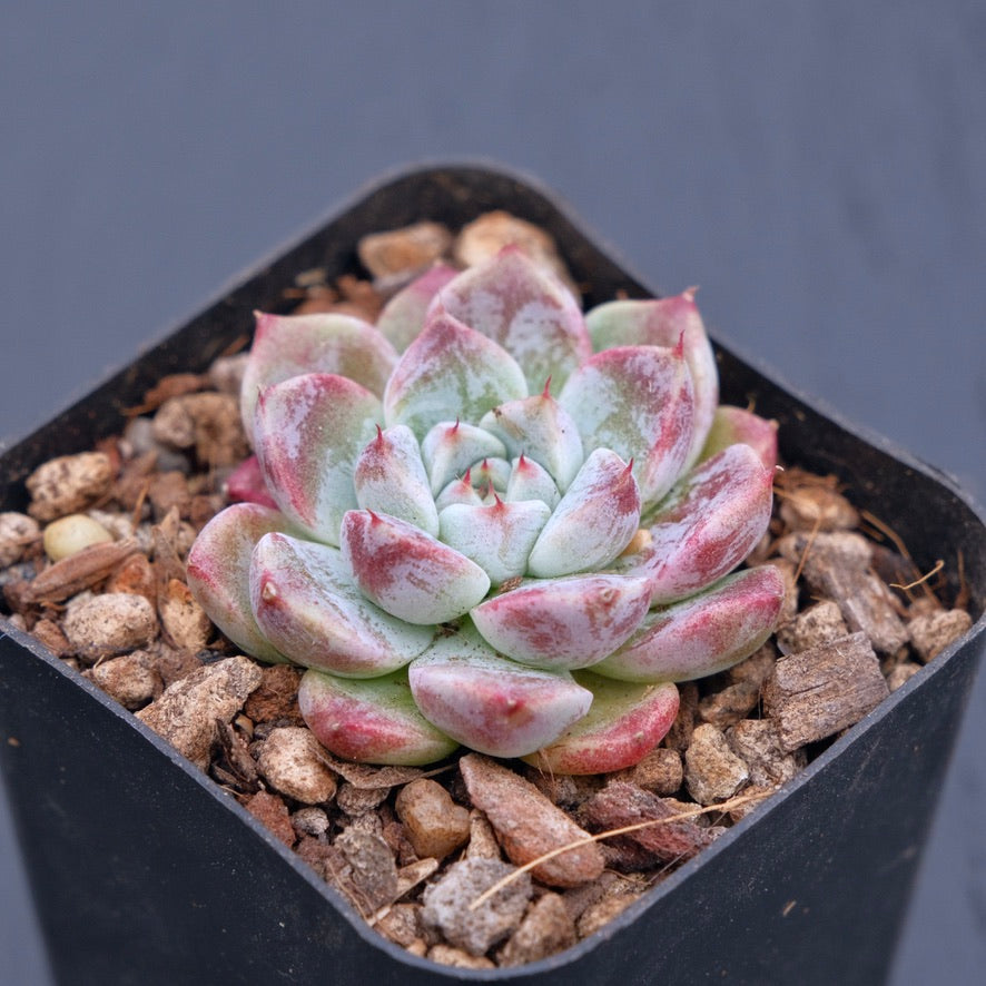 Echeveria Shyness Changhee hybrid Korean Succulent Plant