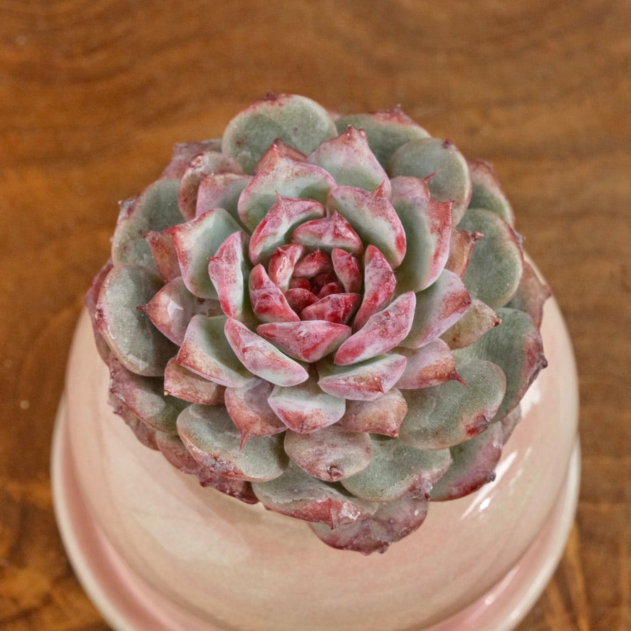 Echeveria Cherry Blossom Korean Succulent Plant Changhee hybrid