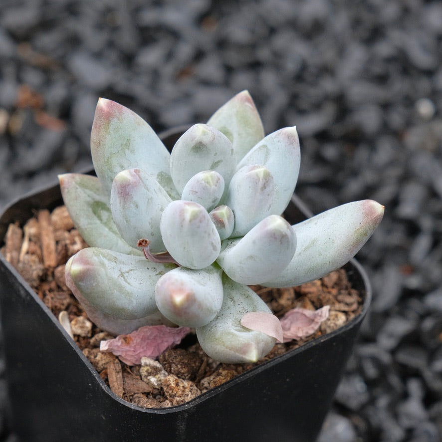 Pachyveria Cloud Finger A Korean Succulent Plant