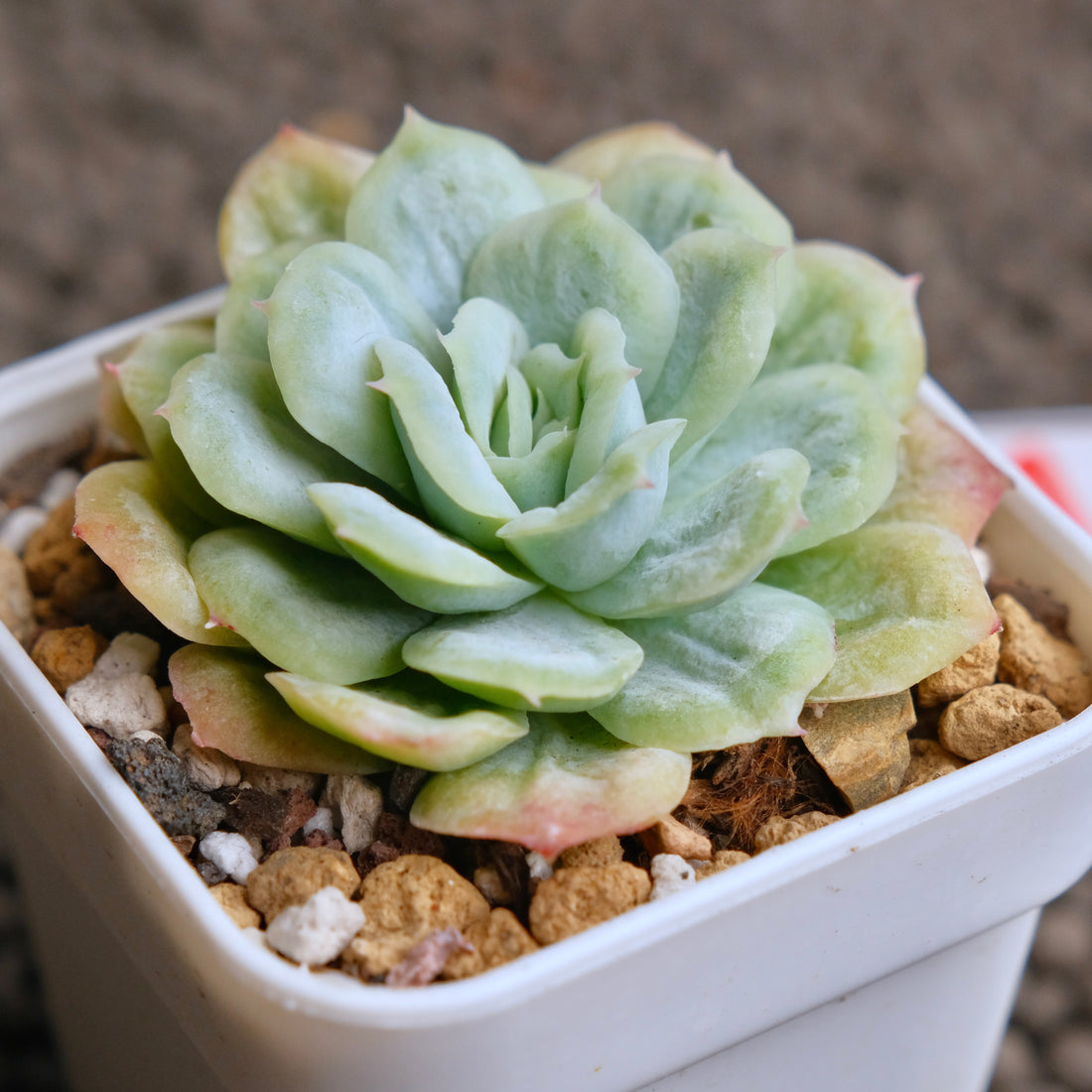 Monstrose Echeveria Bubble Rose Imported Succulent Plant - A