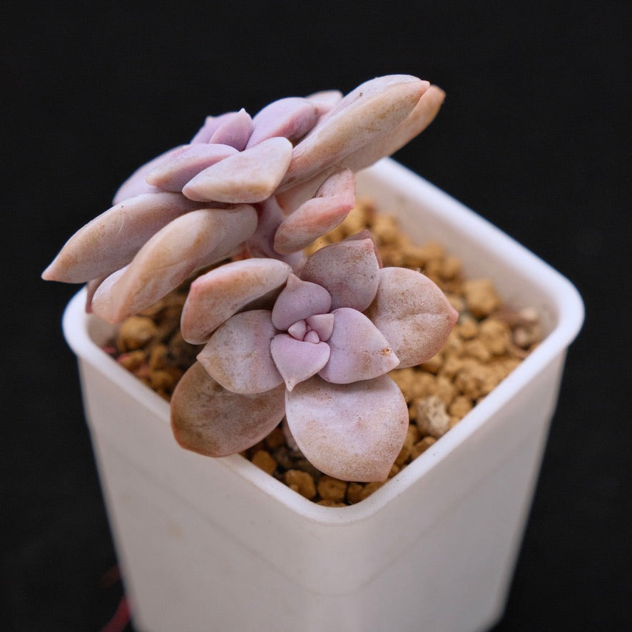 Graptopetalum Superbum Succulent Plant