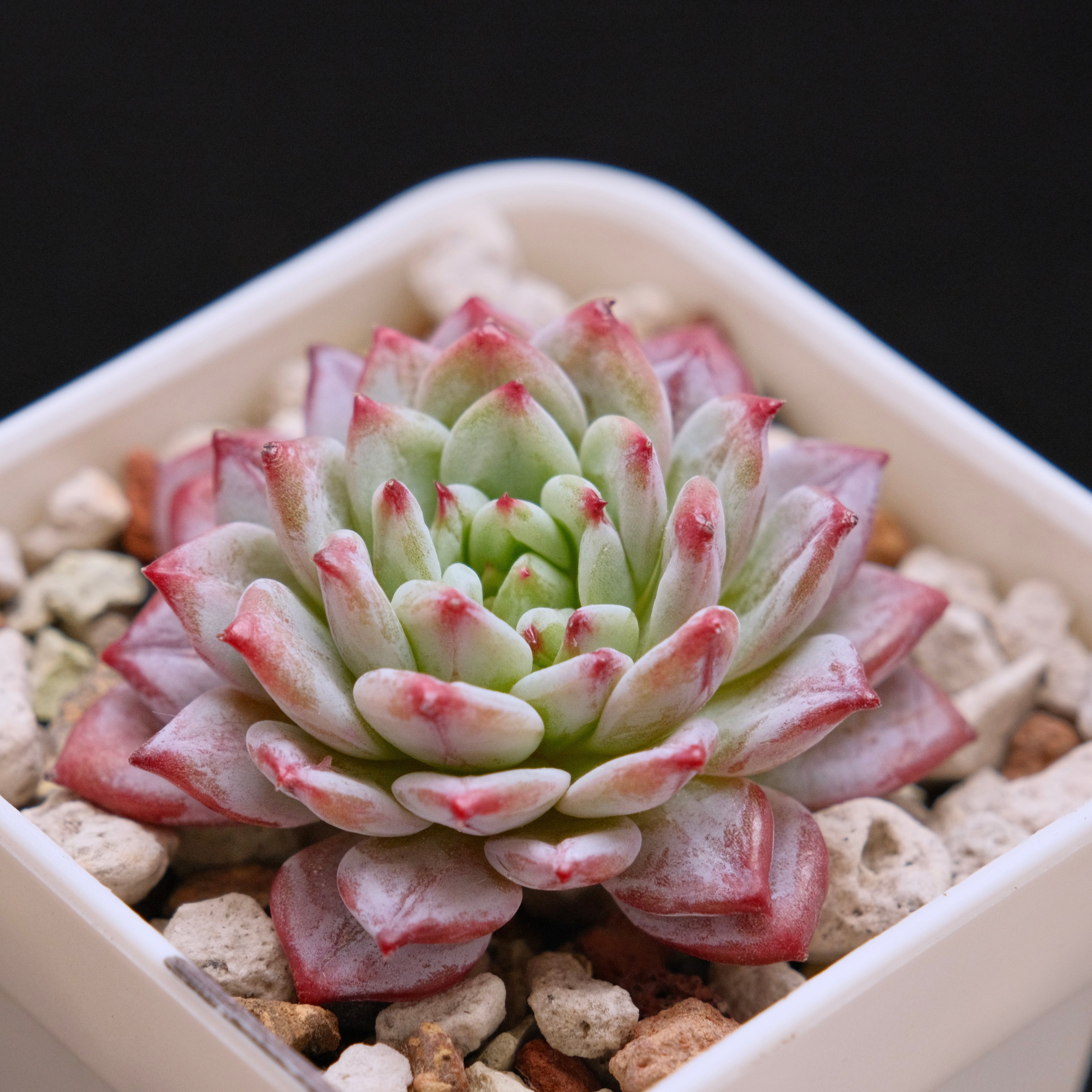 Echeveria Havisham&